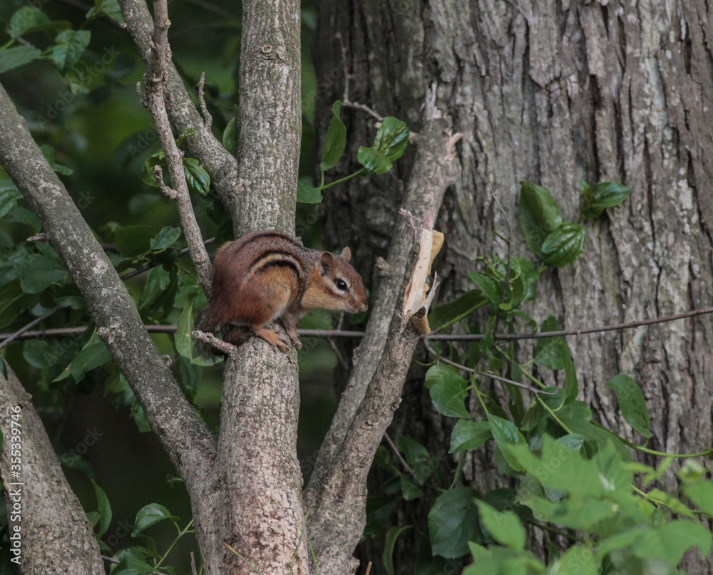 Chipmunk Standing on Tree Branch