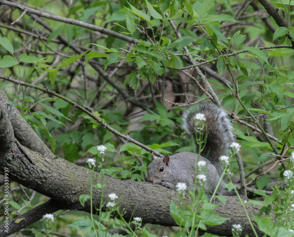 Eastern Gray Squirrel Laying on Tree Branch