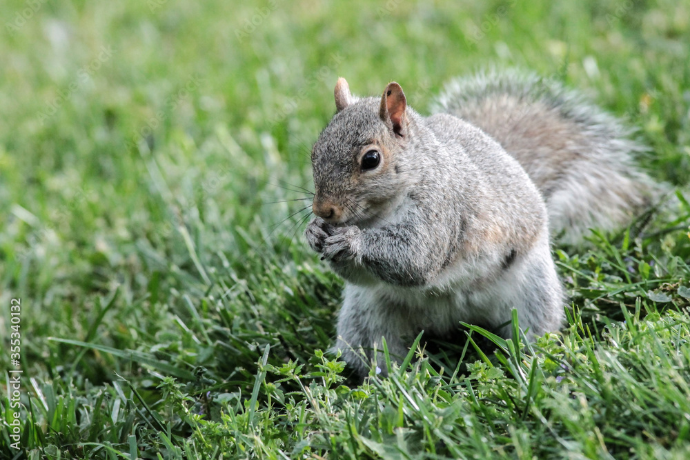 Eastern Gray Squirrel Standing in Grass Eating Eastern Gray Squirrel Standing in Grass Eating