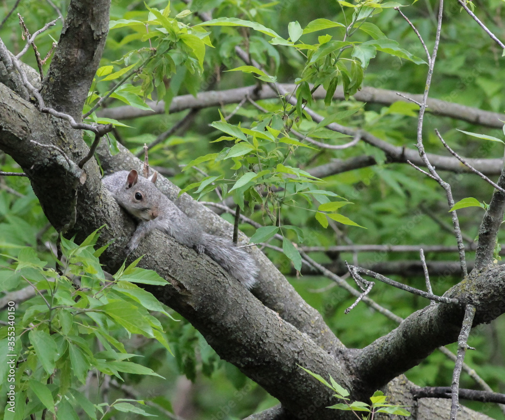 Eastern Gray Squirrel Laying Down on Tree Branch Eastern Gray Squirrel Laying Down on Tree Branch