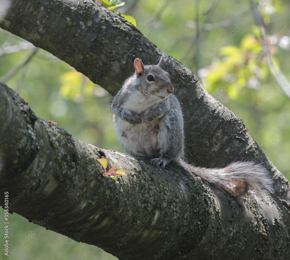 Obraz premium Eastern Gray Squirrel on Tree Branch Looking to the Side