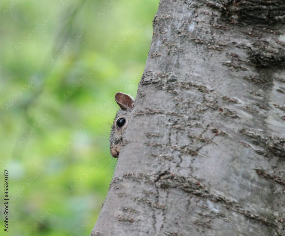 Eastern Gray Squirrel with Head Poked Out from Tree Eastern Gray Squirrel with Head Poked Out from Tree