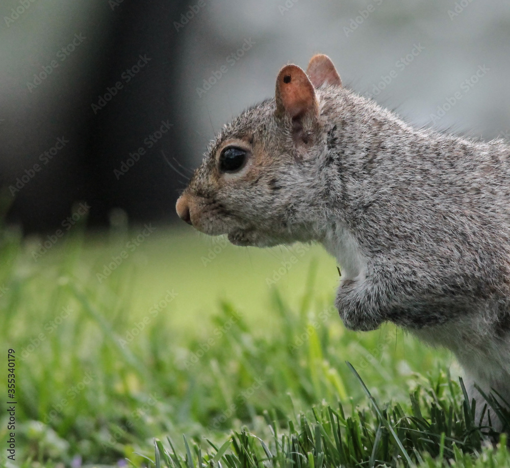 Obraz premium Eastern Gray Squirrel Looking in the Grass