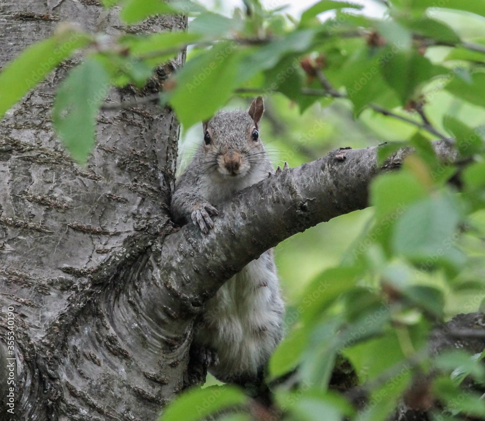 Eastern Gray Squirrel Leaning on Tree Branch Looking at Camera Eastern Gray Squirrel Leaning on Tree Branch Looking at Camera