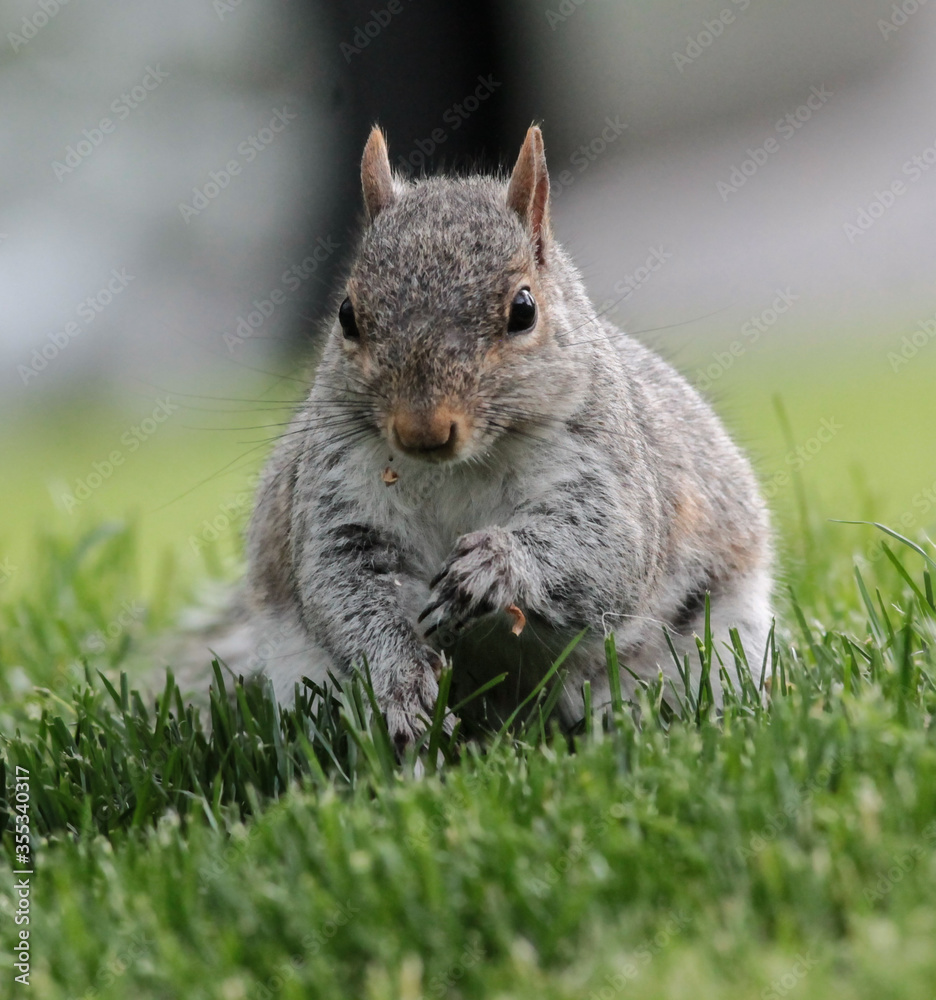 Eastern Gray Squirrel in the Grass