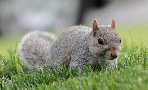 Eastern Gray Squirrel Walking Through the Grass