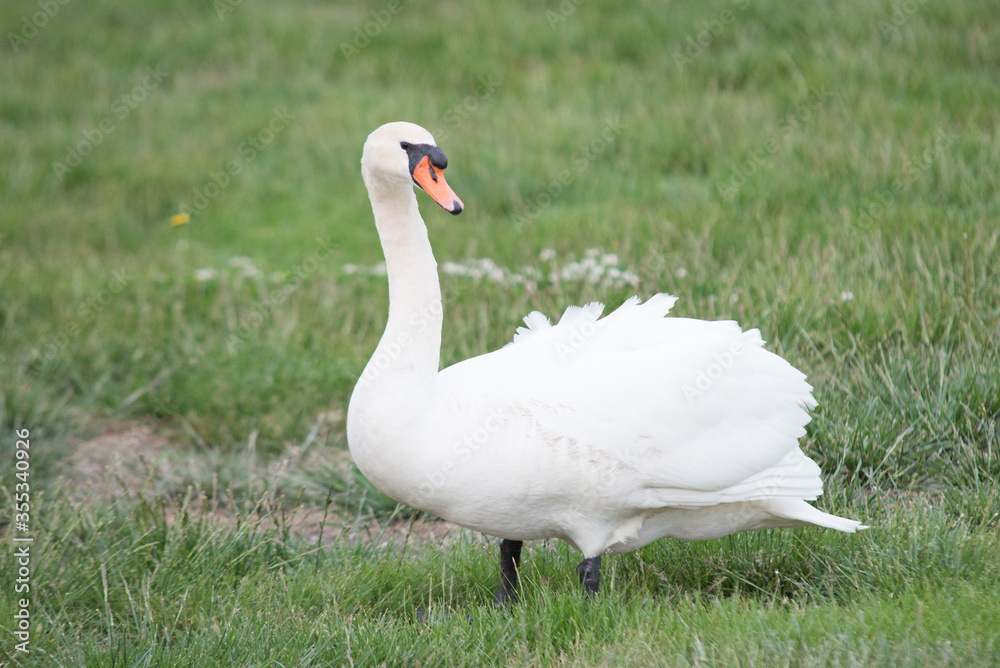 Swan foraging for food in the grass. Anatidae Cygnus up close looking for something to eat. White feathered bird with black face markings and orange beak, roaming near a river bank. Swan foraging for food in the grass. Anatidae Cygnus up close looking for something to eat. White feathered bird with black face markings and orange beak, roaming near a river bank.