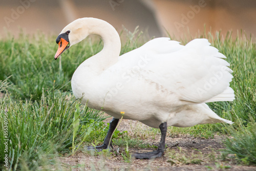 Swan foraging for food in the grass.   Anatidae Cygnus up close looking for something to eat.  White feathered bird with black face markings and orange beak, roaming near a river bank.