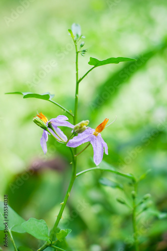 Flowers of Solanum Trilobatum Linn  in the organic herb garden. Ma-Waeng-Krua Thai herb.