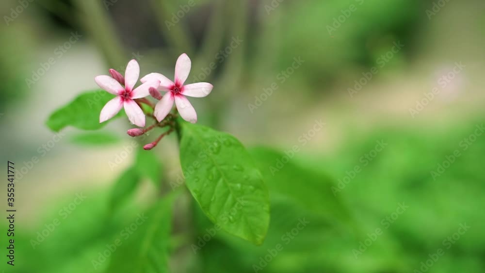 Small Blossom Pink Flower Kopsia and Bud with Drop of water Small Blossom Pink Flower Kopsia and Bud with Drop of water