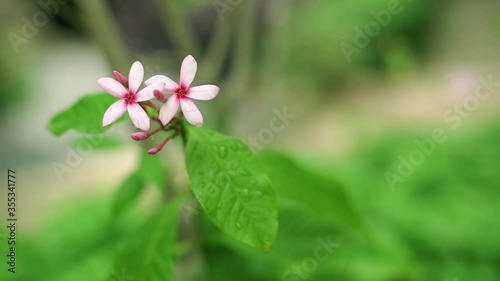 Small Blossom Pink Flower Kopsia and Bud with Drop of water photo