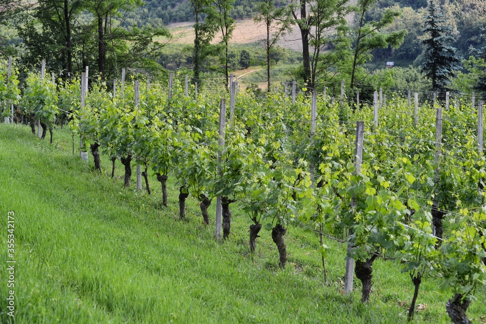 Langhe vineyard hills in Piedmont Italy at spring time circa May 2018