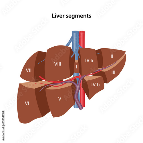 Anatomy of the human liver. 3D model of the livers segments. Vector illustration in flat style isolated over white background.