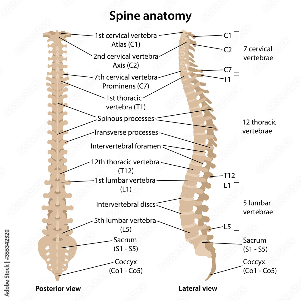 Tabella Anatomica Della Colonna Vertebrale – Poster Laminato Con Vista Laterale E Dettagli – Ideale Per Studio E Fisioterapia