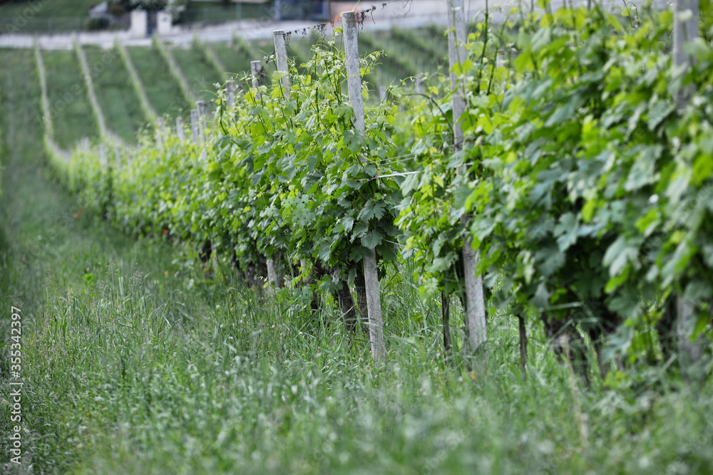 Langhe vineyard in Piedmont Italy circa May 2018 Langhe vineyard in Piedmont Italy circa May 2018