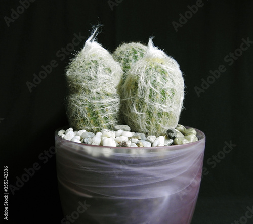 Cacti Espostoa lanata. Flowers in pots. photo