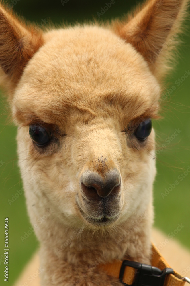 Obraz premium Brownish color baby alpaca's face