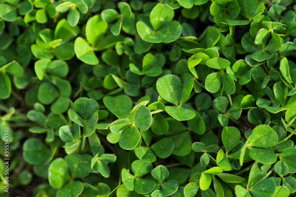 top view of clover leaves of different heights and sizes. Green summer natural rug top view of clover leaves of different heights and sizes. Green summer natural rug