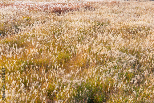 silver grass at Haneul park in Seoul, Republic of Korea photo