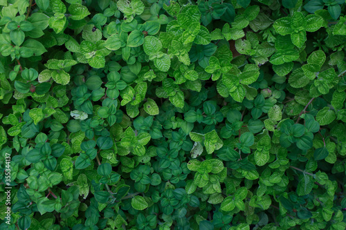 Small green leaves, decorate the garden