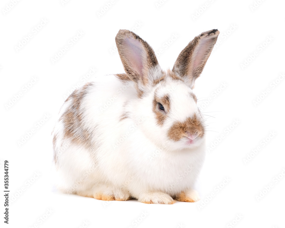 Adorable cute little white easter bunny isolated on white background. Portrait of white furry beautiful rabbit. Pet, animal and easter concept. Adorable cute little white easter bunny isolated on white background. Portrait of white furry beautiful rabbit. Pet, animal and easter concept.