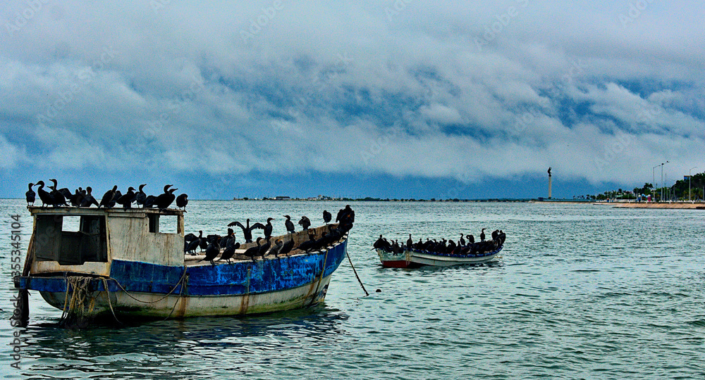 Water birds sit on anchored fishing boats as storm Cristobal approaches, in Campeche Mexico