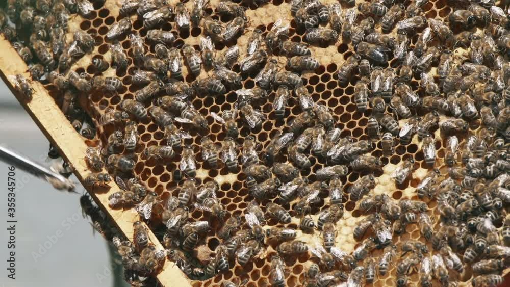 Closeup graded shot of a honeycomb full of bees, taken with a super tele lens in UHD Closeup graded shot of a honeycomb full of bees, taken with a super tele lens in UHD