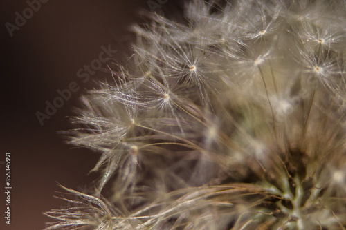 Macro of Bracts from a Dandelion