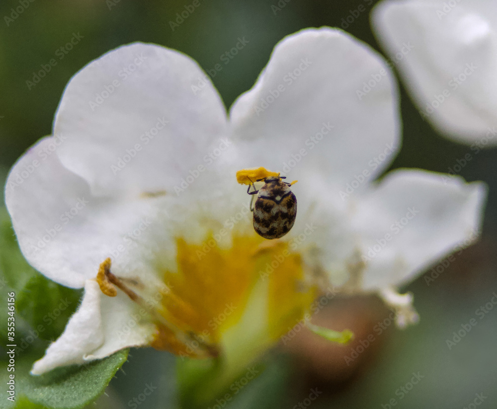 Macro of a Varied Carpet Beetle (Anthrenus Verbasci) on a White Trailing Lantana