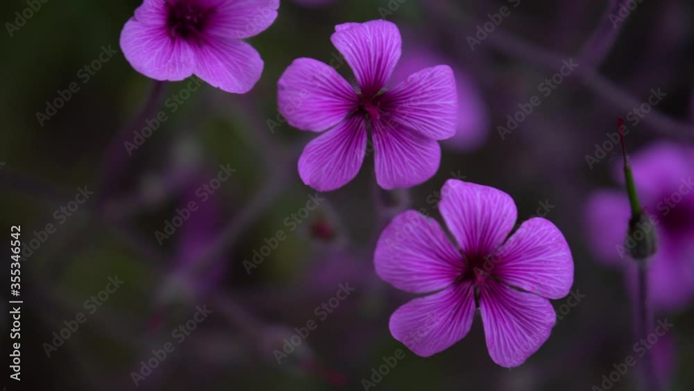 Purple Flowers at Botanical Garden at Park and Palace of Monserrate in Sintra, Portugal