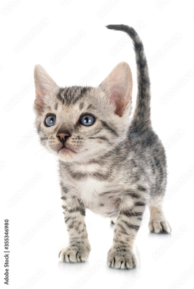 Obraz premium bengal kitten in studio