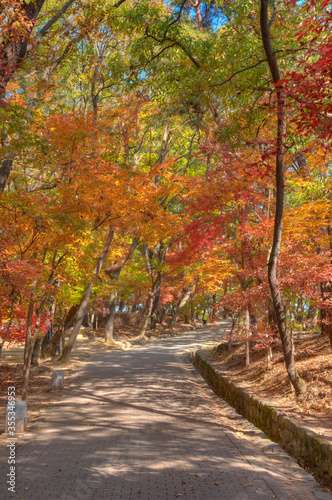 Autumn foliage at busosanseong fortress in Buyeo, Republic of Korea photo