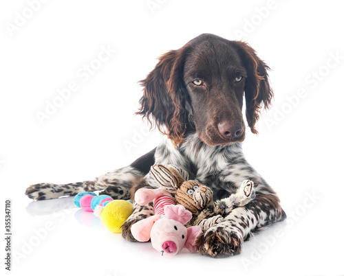 Small Munsterlander in studio photo
