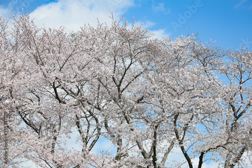 満開の桜と青空が清々しい春の景色