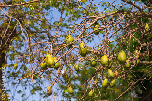 Baobab fruits on the branches