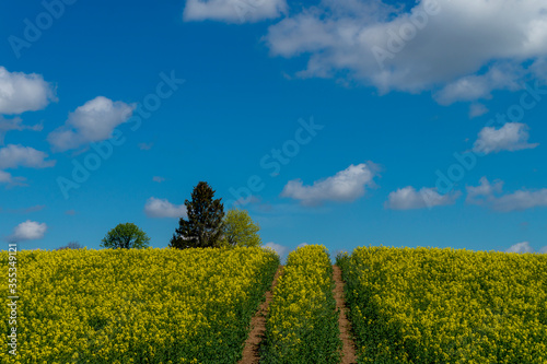 Flowering field of bright yellow rapeseed crop
