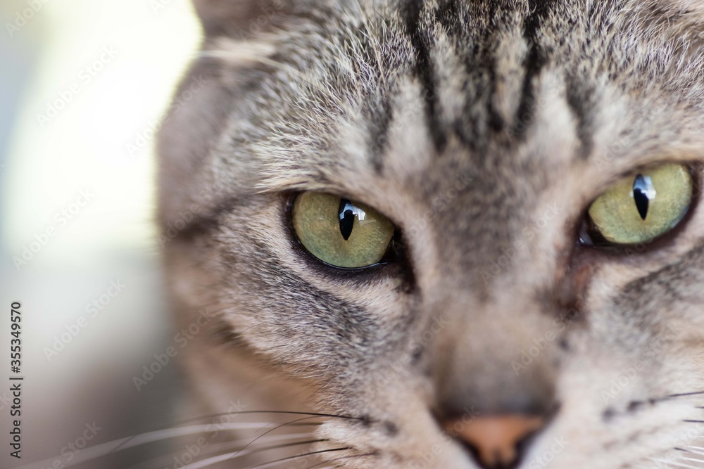 ネコの目　サバトラ猫