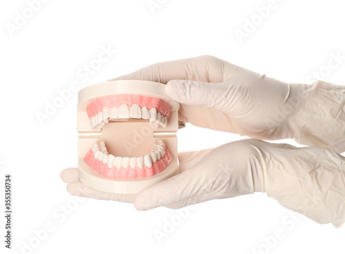 Hands of dentist with model of jaw on white background