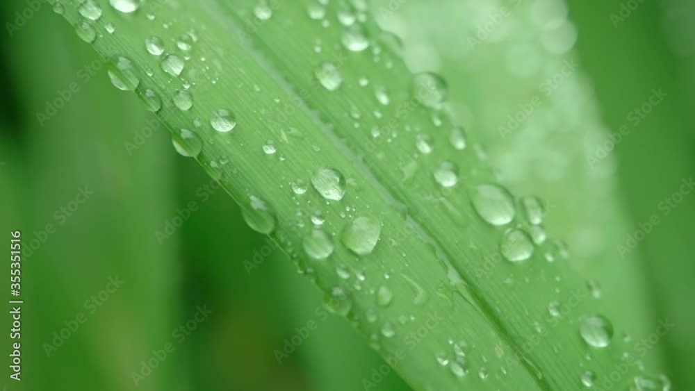 Macro shot of green stalk of plant through which water flows down after heavy rain. Beautiful flower stalk in morning, covered with transparent drops. Flora in wet weather after downpour, close view. Macro shot of green stalk of plant through which water flows down after heavy rain. Beautiful flower stalk in morning, covered with transparent drops. Flora in wet weather after downpour, close view.