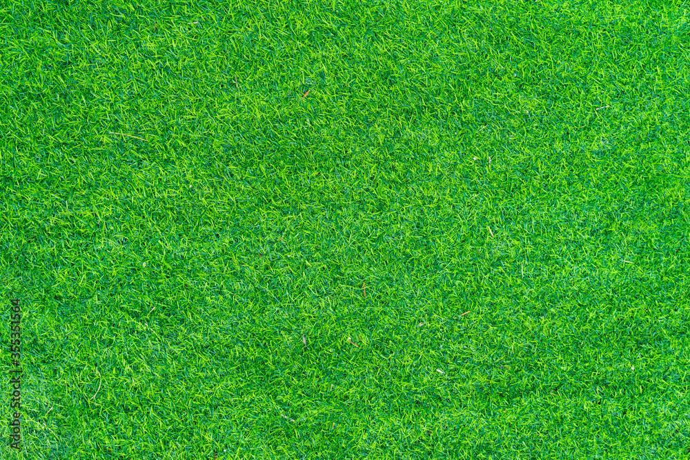Fototapeta premium texture of green grass