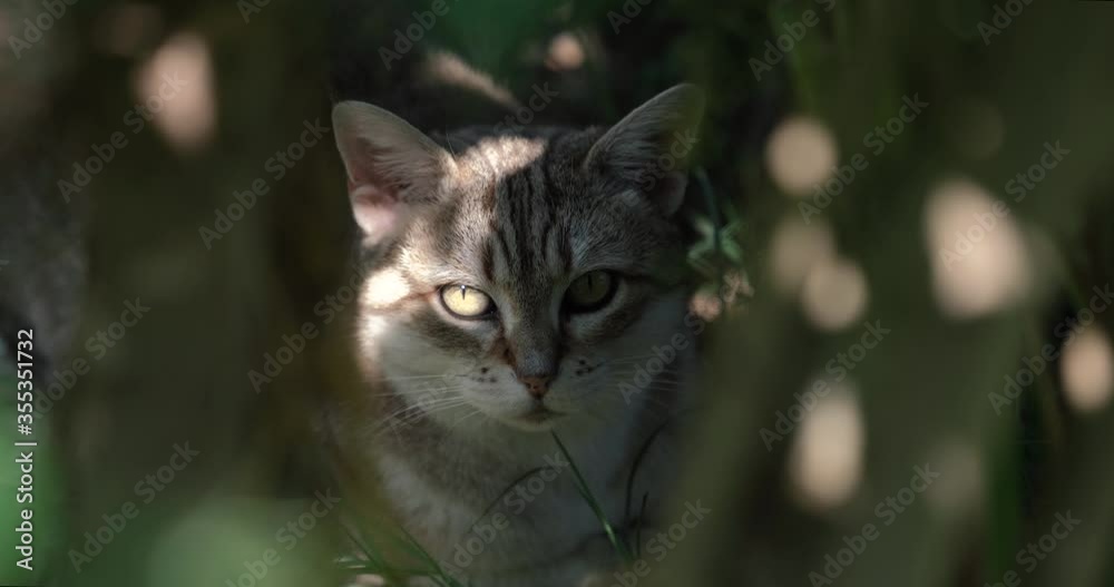 A majestic cat facing the camera while hiding in the high grass A majestic cat facing the camera while hiding in the high grass