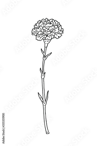 A carnation for father and mother's Day. Vector line art illustration.