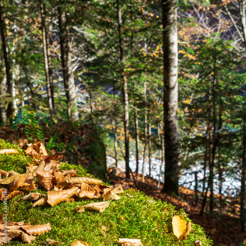 Yellow autumn leaves. Trees in the autumn forest. Yellow autumn leaves. Trees in the autumn forest.