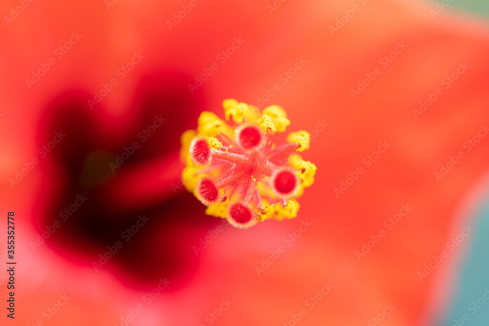 Obraz premium close up of red flower