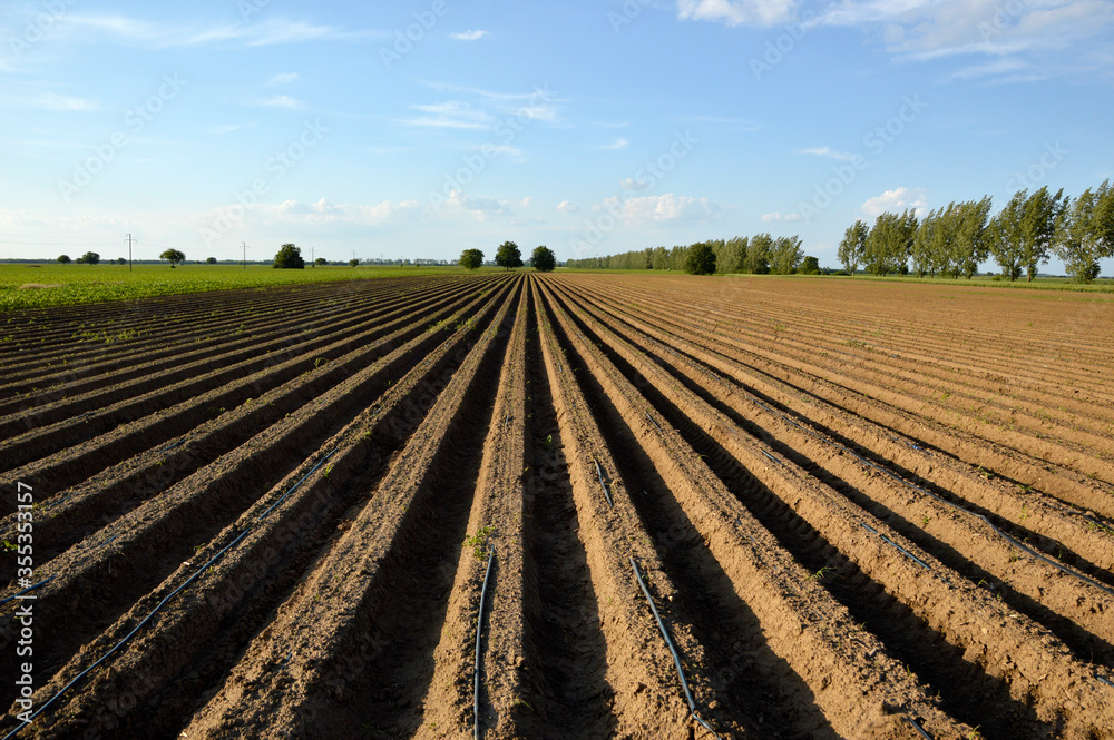 agricultural field prepared for growing carrots with blue sky in the background