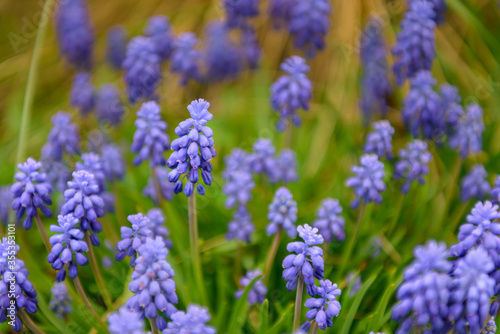 Beautiful scented blue flowers in spring field, close-up. Image for agriculture, perfumes, SPA cosmetics, medical industry and various advertising materials. Floral summer background, soft focus.