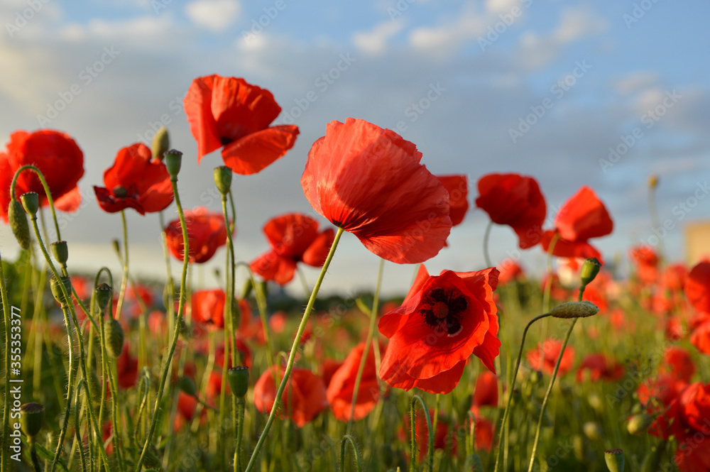 Obraz premium blooming field of red poppy flowers in sunlight with blue sky in the background