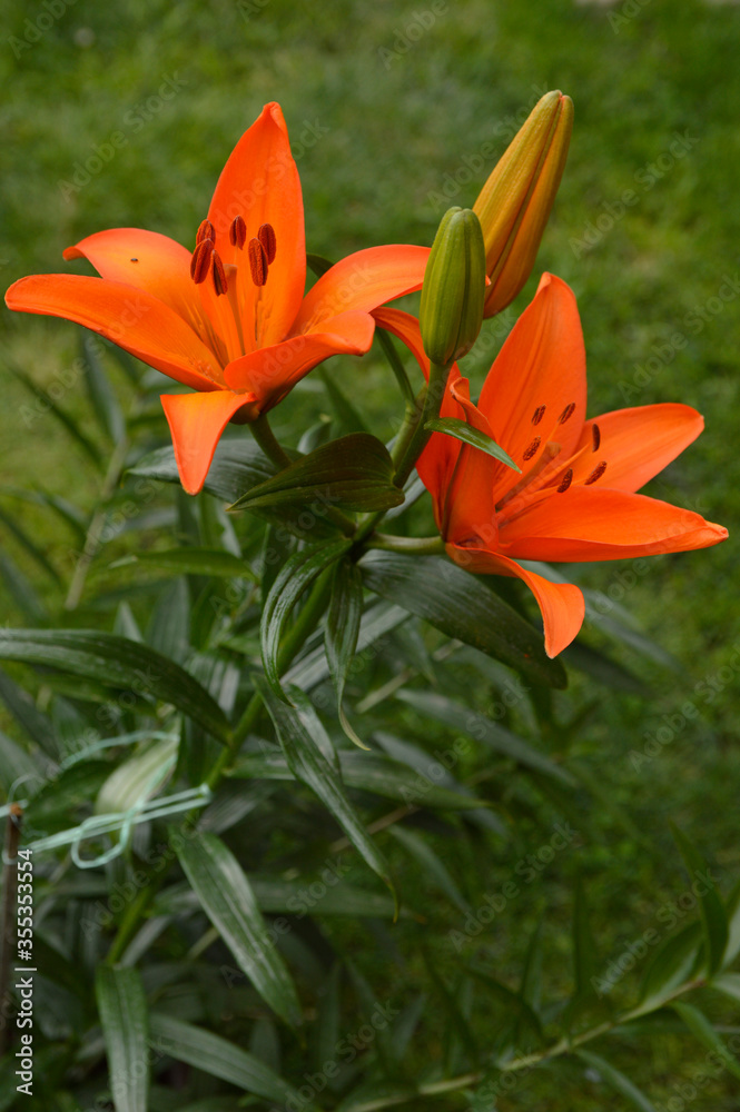blooming orange trumpet lily growing in the garden close up