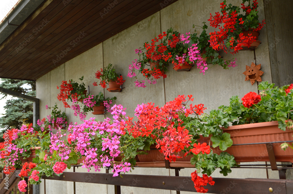 balcony decorated with colorful blooming geraniums