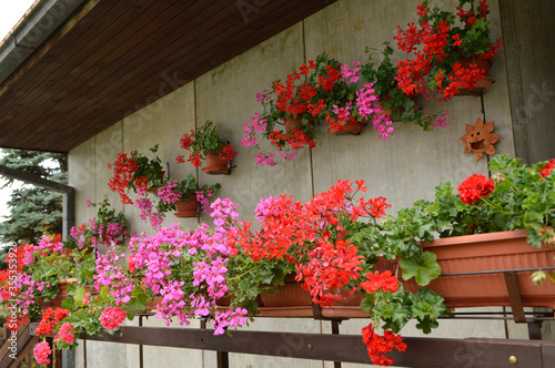 Fototapeta Naklejka Na Ścianę i Meble -  balcony decorated with colorful blooming geraniums